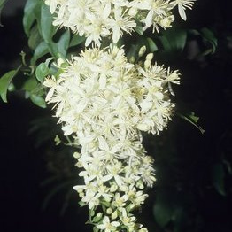 Clematis chinensis unspecified picture