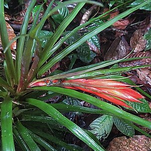 Guzmania angustifolia unspecified picture