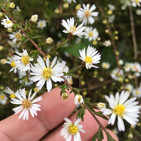 Symphyotrichum dumosum unspecified picture