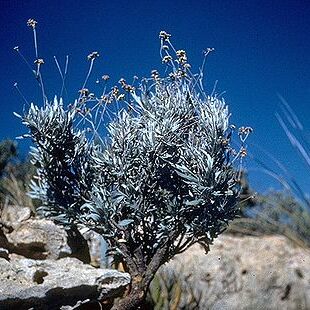 Parthenium argentatum unspecified picture