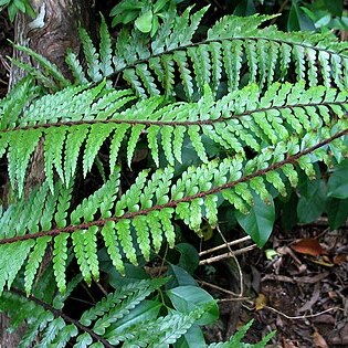 Asplenium horridum unspecified picture