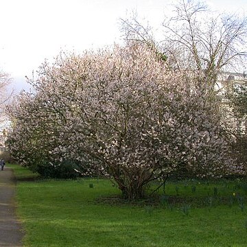 Prunus pseudocerasus unspecified picture