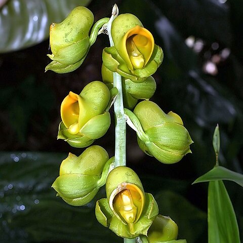 Catasetum macroglossum unspecified picture