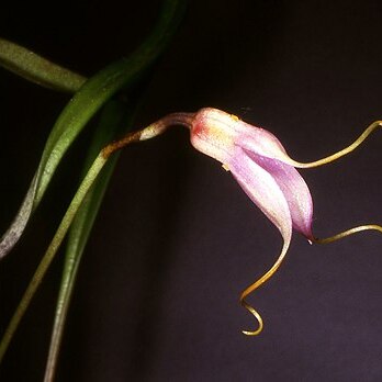 Masdevallia lamprotyria unspecified picture