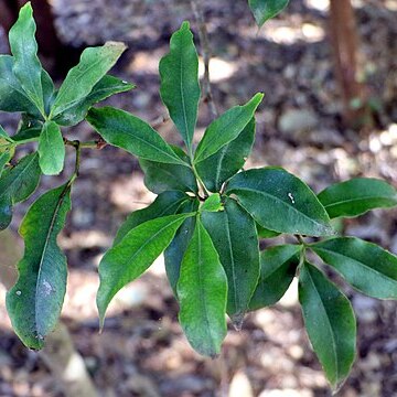 Ceratopetalum succirubrum unspecified picture