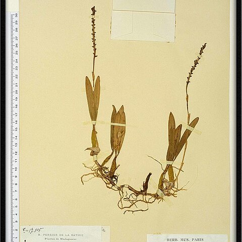 Bulbophyllum sanguineum unspecified picture