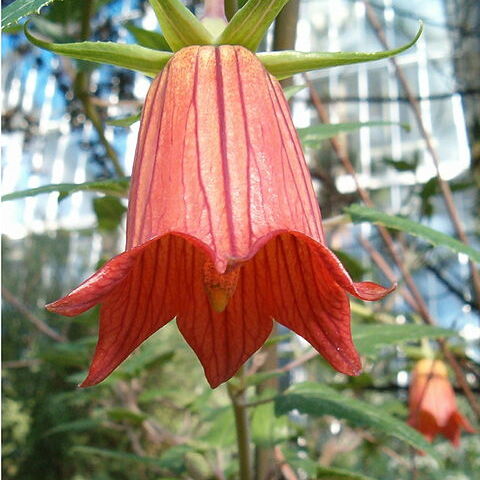 Canarina unspecified picture