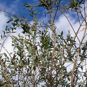 Eucalyptus parvula unspecified picture