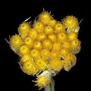 Helichrysum cephaloideum unspecified picture