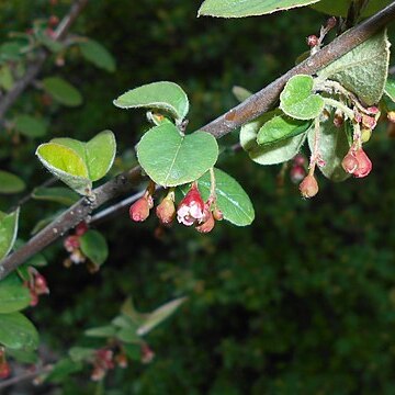 Cotoneaster niger unspecified picture