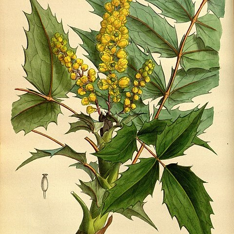 Berberis nepalensis unspecified picture