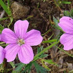 Geranium berteroanum unspecified picture