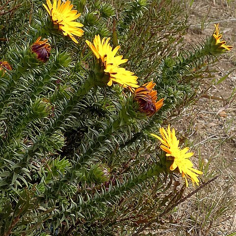 Oedera capensis unspecified picture