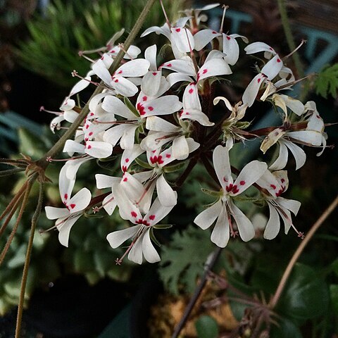 Pelargonium vinaceum unspecified picture