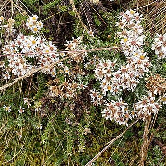 Diplostephium barclayanum unspecified picture