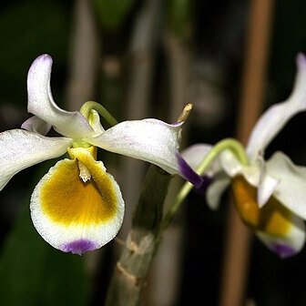 Dendrobium crystallinum unspecified picture