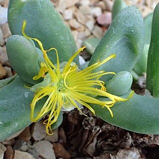 Glottiphyllum oligocarpum unspecified picture