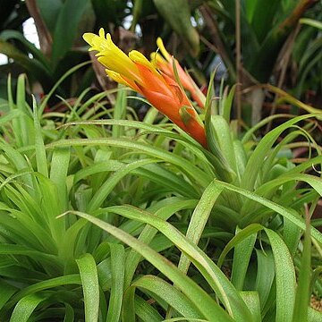 Guzmania angustifolia unspecified picture