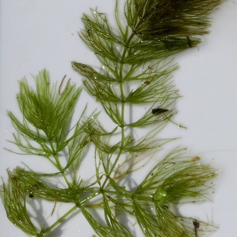 Ceratophyllum echinatum unspecified picture