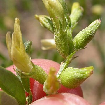 Astragalus lentiginosus var. salinus unspecified picture