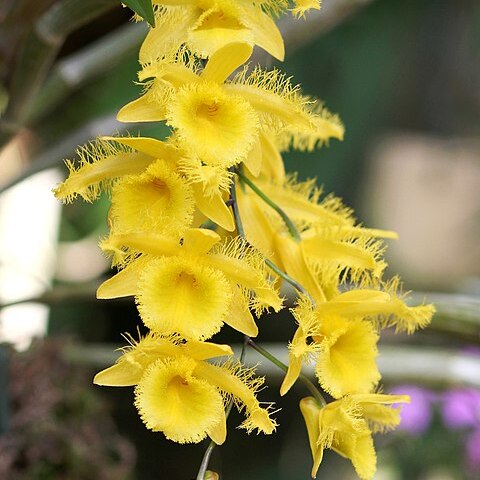 Dendrobium harveyanum unspecified picture