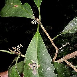 Cybianthus densiflorus unspecified picture