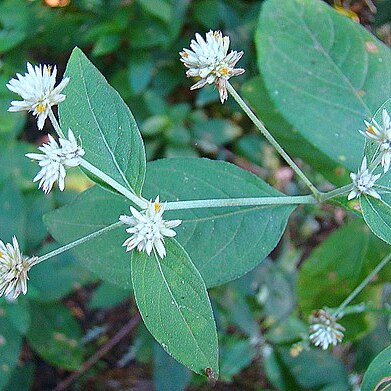 Alternanthera pubiflora unspecified picture