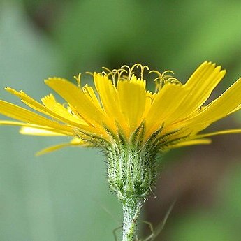 Hieracium cantianum unspecified picture