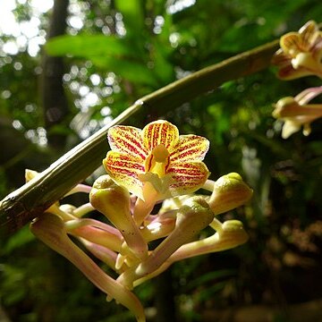 Dendrobium hymenophyllum unspecified picture