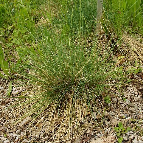 Festuca carpatica unspecified picture