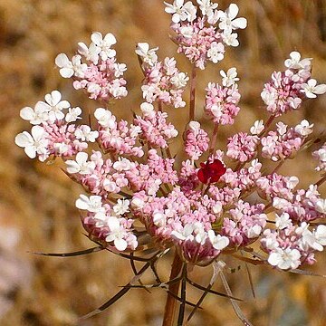 Daucus crinitus unspecified picture