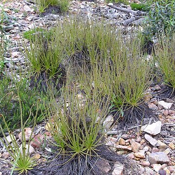 Drosophyllum unspecified picture