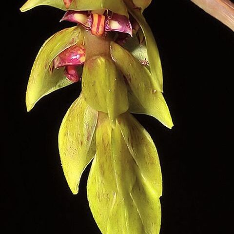 Bulbophyllum bicoloratum unspecified picture