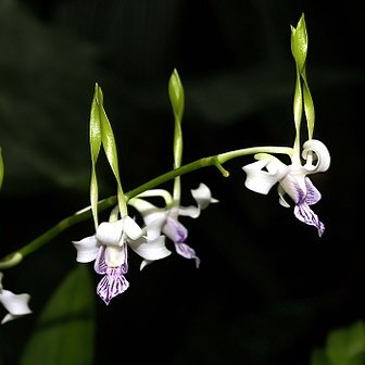 Dendrobium attenuatum unspecified picture