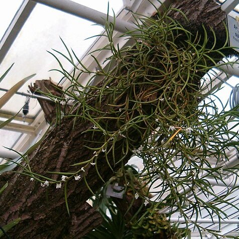 Angraecum subulatum unspecified picture