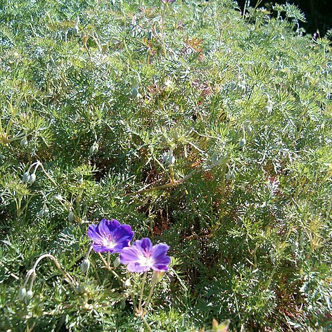 Geranium multisectum unspecified picture