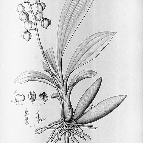 Catasetum micranthum unspecified picture