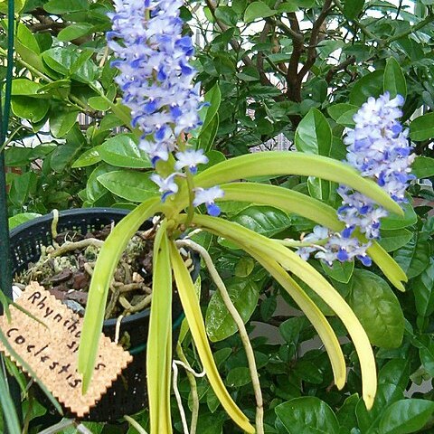 Rhynchostylis coelestis unspecified picture