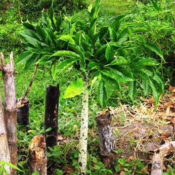 Amorphophallus variabilis unspecified picture