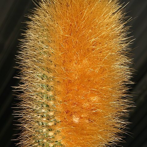 Coleocephalocereus buxbaumianus unspecified picture