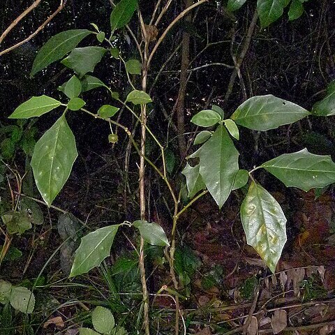 Solanum asterophorum unspecified picture