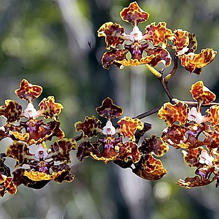 Trichocentrum undulatum unspecified picture