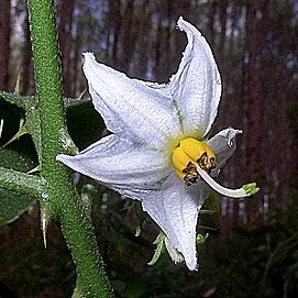 Solanum asterophorum unspecified picture