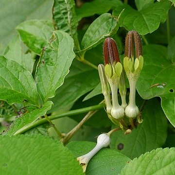 Ceropegia vincifolia unspecified picture