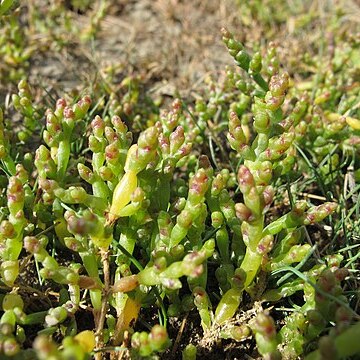 Salicornia pusilla unspecified picture