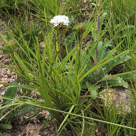 Corymbium cymosum unspecified picture