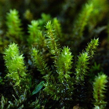 Schoenobryum concavifolium unspecified picture