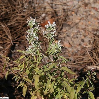 Pycnanthemum flexuosum unspecified picture