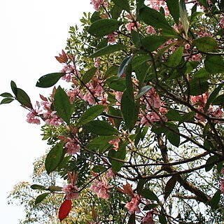 Enkianthus quinqueflorus unspecified picture