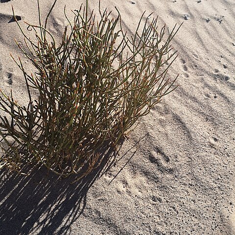 Ephedra multiflora unspecified picture